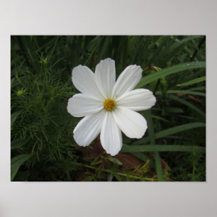 Póster Cosmea