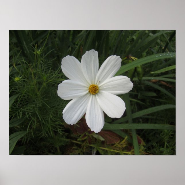 Póster Cosmea (Frente)