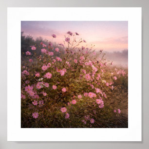 Póster Cosmos al amanecer tranquilo - Prado suave de la m