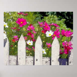 Póster Cosmos and Picket Fence