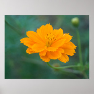 Póster Cosmos de azufre 01