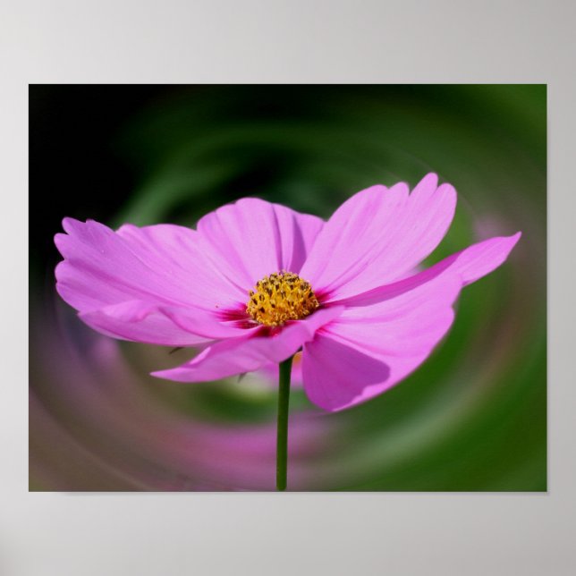 Póster Cosmos de color rosa único (Frente)