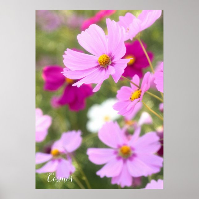 Póster Cosmos [documento de Poster de valor] (Frente)