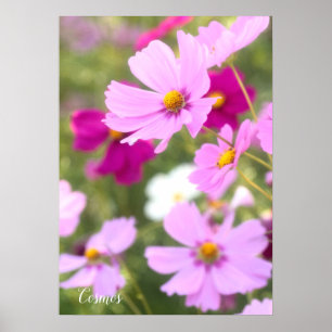 Póster Cosmos [documento de Poster de valor]