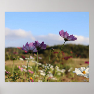 Póster Cosmos Flowers