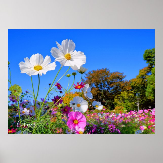 Póster Cosmos [Poster] (Frente)