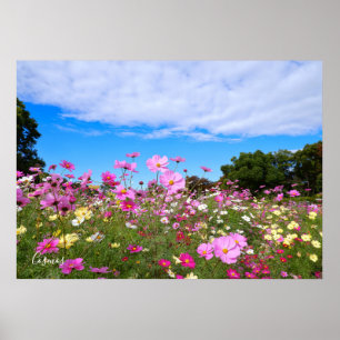 Póster Cosmos [Poster]