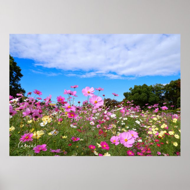 Póster Cosmos [Poster] (Frente)