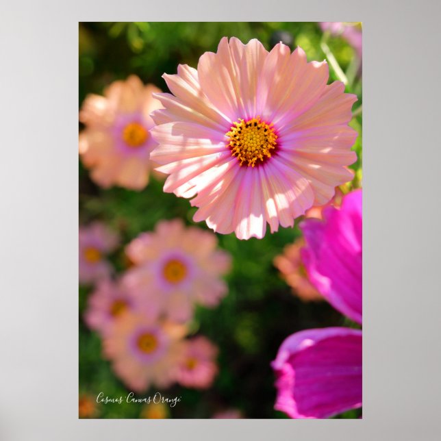 Póster Cosmos [Poster] (Frente)