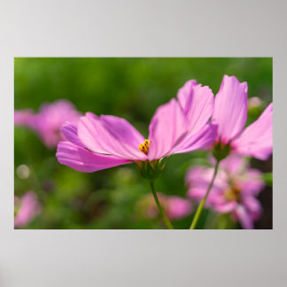 Póster Cosmos rosados