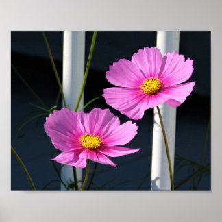 Póster Cosmos rosados a través de la barandilla del porch