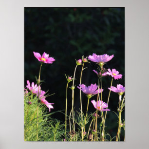 Póster Cosmos rosados en el sol matutino