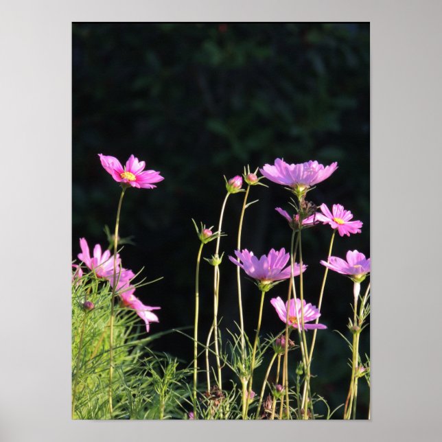 Póster Cosmos rosados en el sol matutino (Frente)