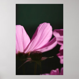 Póster Cosmos rosados en la fotografía floral Sun 1