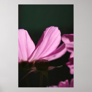 Póster Cosmos rosados en la fotografía floral Sun 1