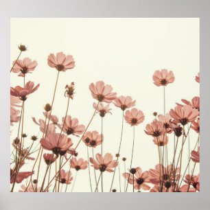Póster Cosmos rosados: flores de fondo blanco.