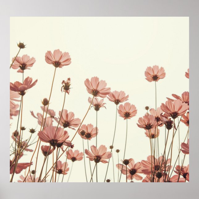 Póster Cosmos rosados: flores de fondo blanco. (Frente)