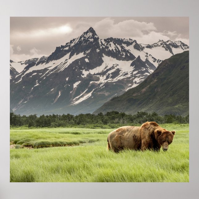 Póster Costa de Alaska, oso pardo (Frente)