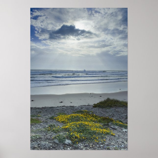Póster Costa española con flores amarillas y vigas de sol (Frente)