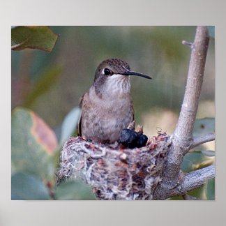 Póster Costa Hummingbird y Babes