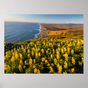Póster Costa Nacional Point Reyes California