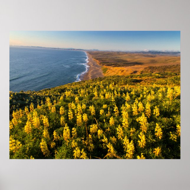 Póster Costa Nacional Point Reyes California (Frente)