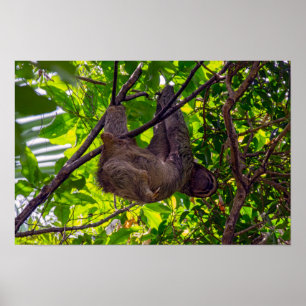 Póster Costa Rica - Feliz Perezoso Perezoso, Antonio Manu