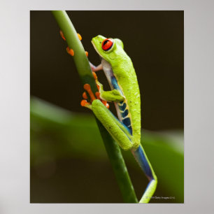 Póster Costa Rica, Monteverde, rana arbórea