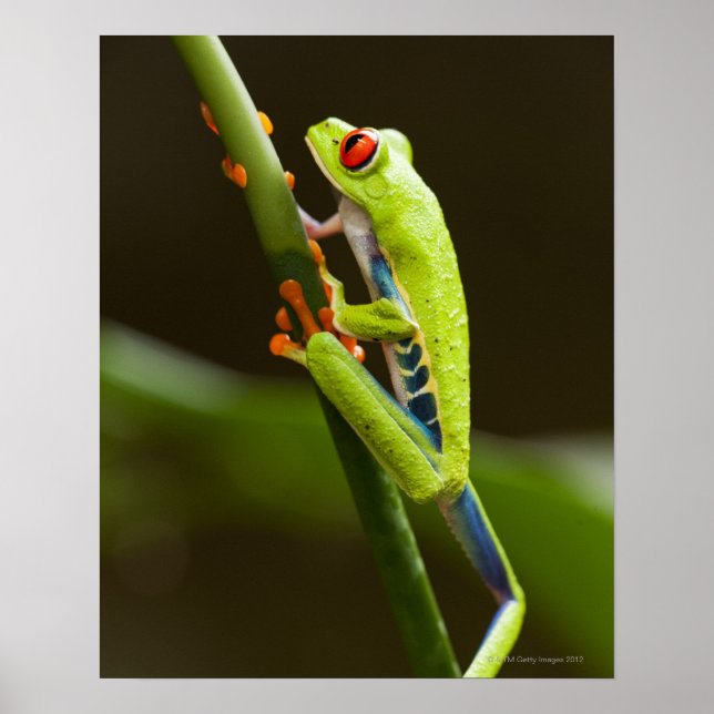 Póster Costa Rica, Monteverde, rana de árbol rojo (Frente)