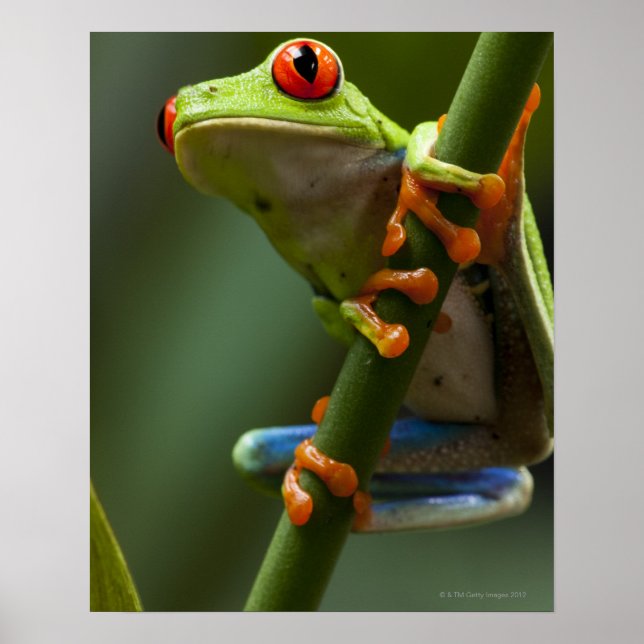 Póster Costa Rica, Monteverde, rana de árbol rojo (Frente)