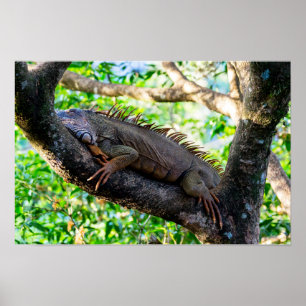Póster Costa Rica, Muelle - Iguana Perezosa descansando e