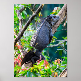 Póster Costa Rica, Muelle - Iguana perezosa descansando e