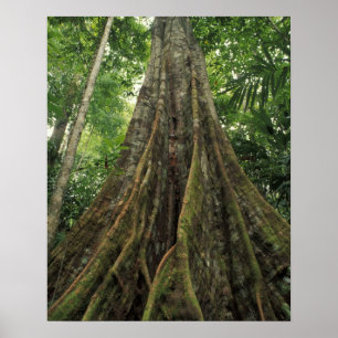 Póster Costa Rica, Parque Nacional Corcovado, Buttressed