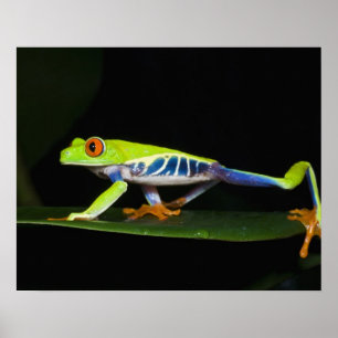Póster Costa Rica, Rana de ojos rojos (Agalychnis