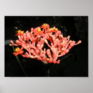 Póster Costa Rican Flower
