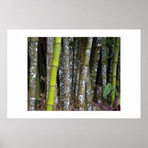 Póster Costa Rican Rainforest Bamboo Art Poster