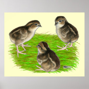 Póster Costillas de codorniz blanco Bobwhite