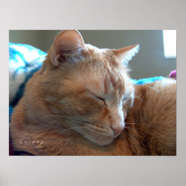 Póster Cosy Catnap