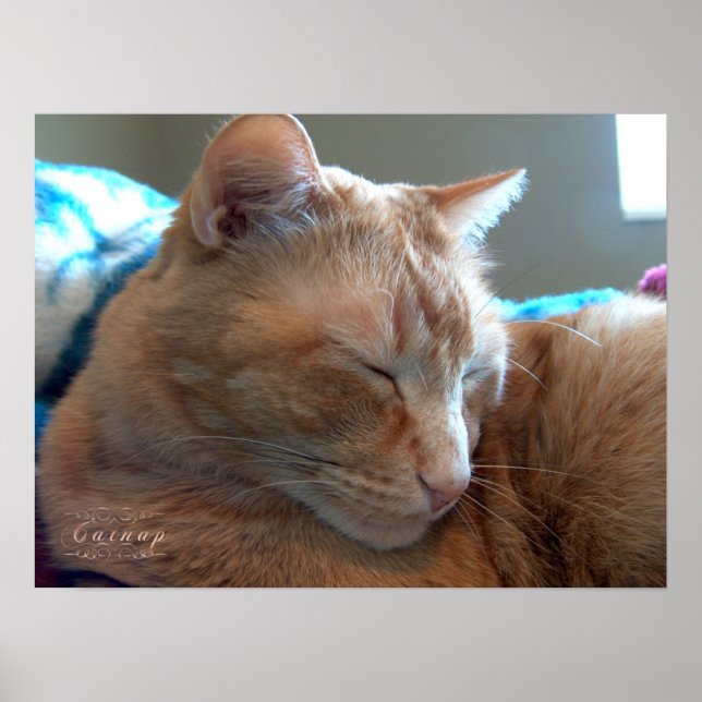 Póster Cosy Catnap (Frente)