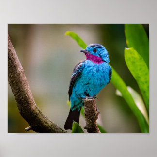 Póster Cotinga lujosa