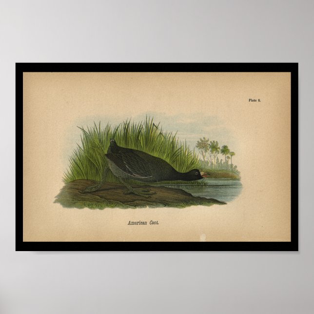 Póster Coto americano impreso para aves de 1890 (Frente)