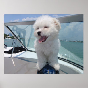 Póster coton De Tulear