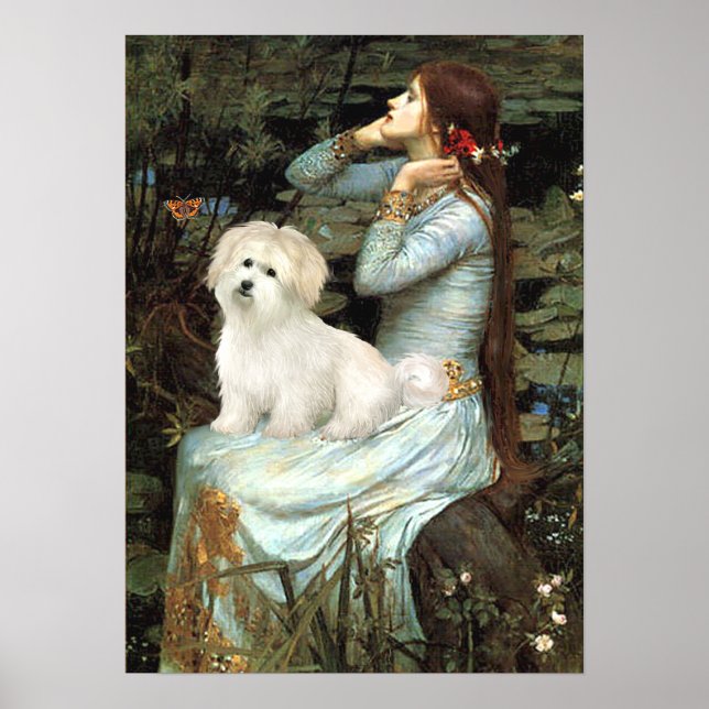 Póster Coton de Tulear 7 - Ofelia Sentada (Frente)