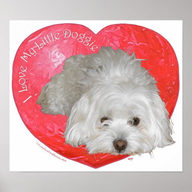 Póster Coton de Tulear Día de San Valentín (Frente)