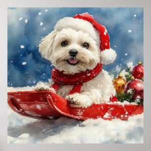 Póster Coton De Tulear en Trineo Deja que nieve Navidad