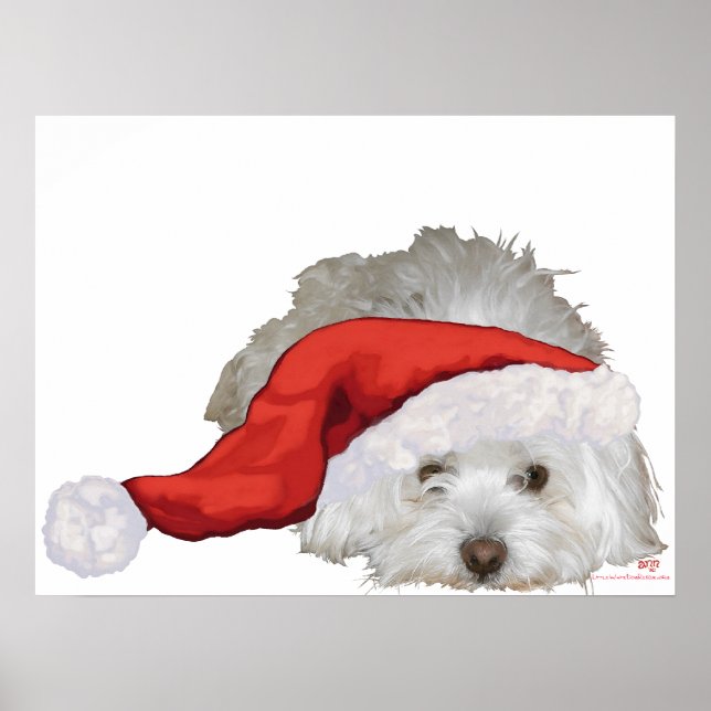 Póster Coton de Tulear - Esperando (Frente)