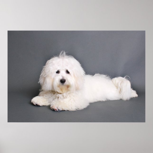 Póster Coton de Tulear - Joci (Frente)