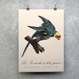 Póster Cotorra de Carolina, Conuropsis carolinensis