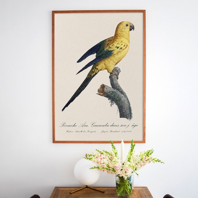 Póster Cotorra del Sol o Aratinga solstitialis (Guarouba dans sons jeune age / Sun parakeet. Poster)
