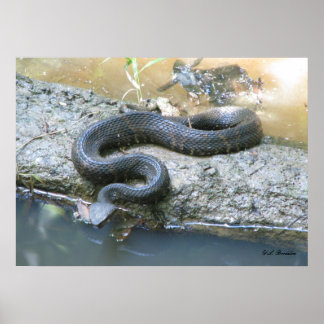 Póster Cottonmouth en creek